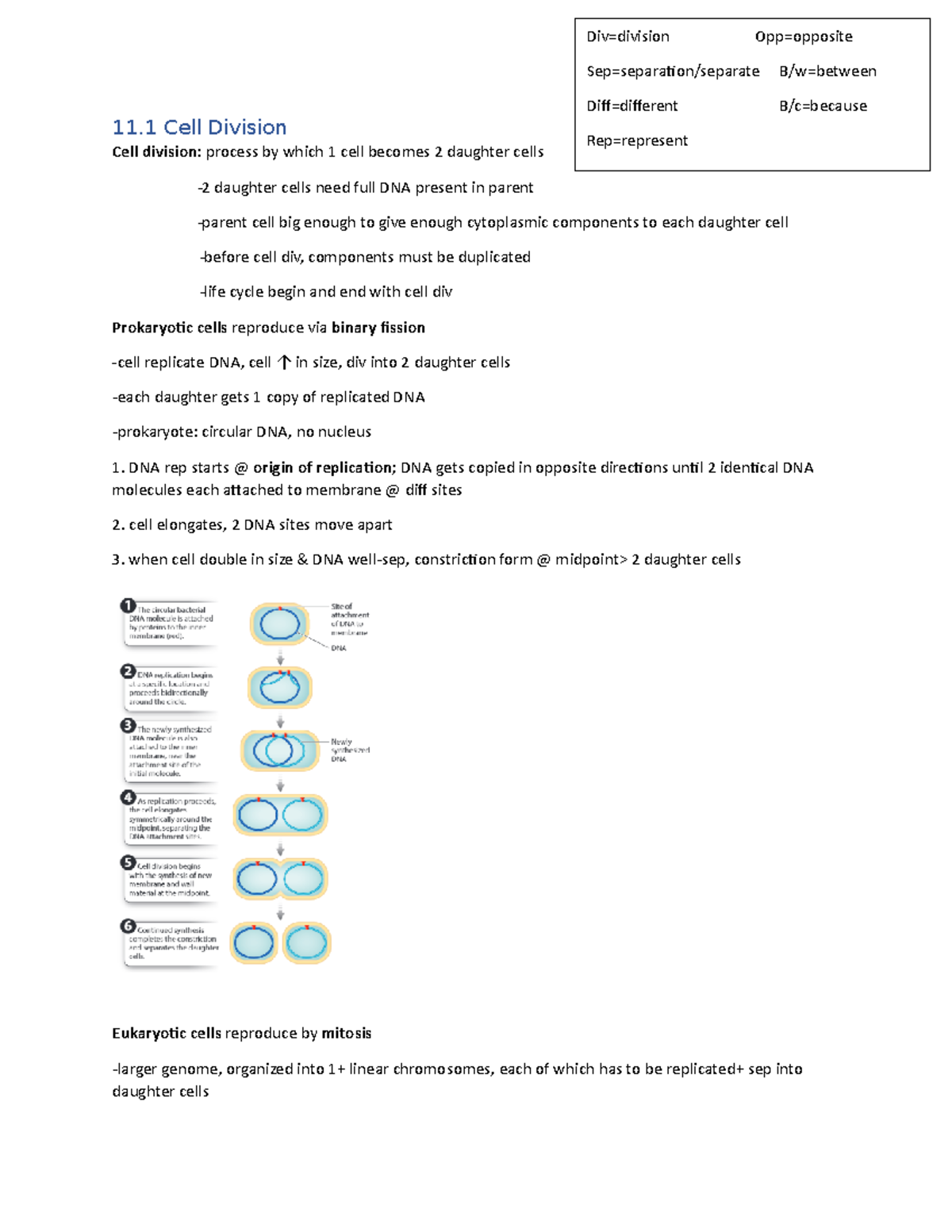 BIOL 1090 Notes Ch 11 - 11 Cell Division Cell Division: Process By ...