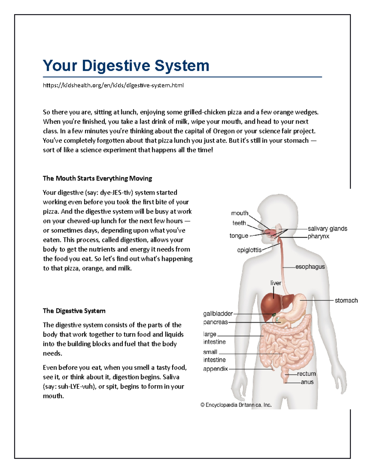 Lesson2 Your Digestive System Your Digestive System kidshealth/en