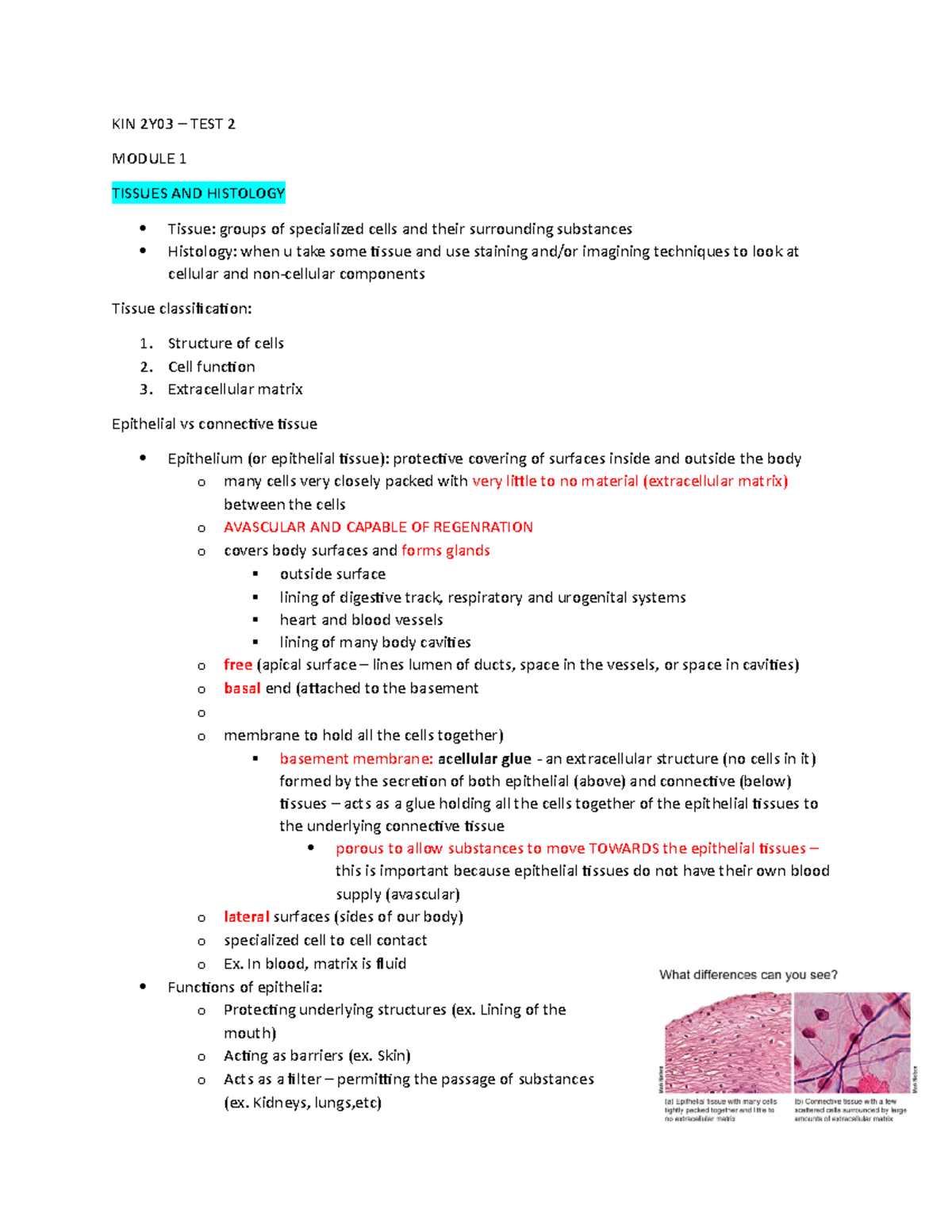 KIN 2Y03 - Test 2 Lecture Notes - KIN 2Y03 – TEST 2 MODULE 1 TISSUES ...