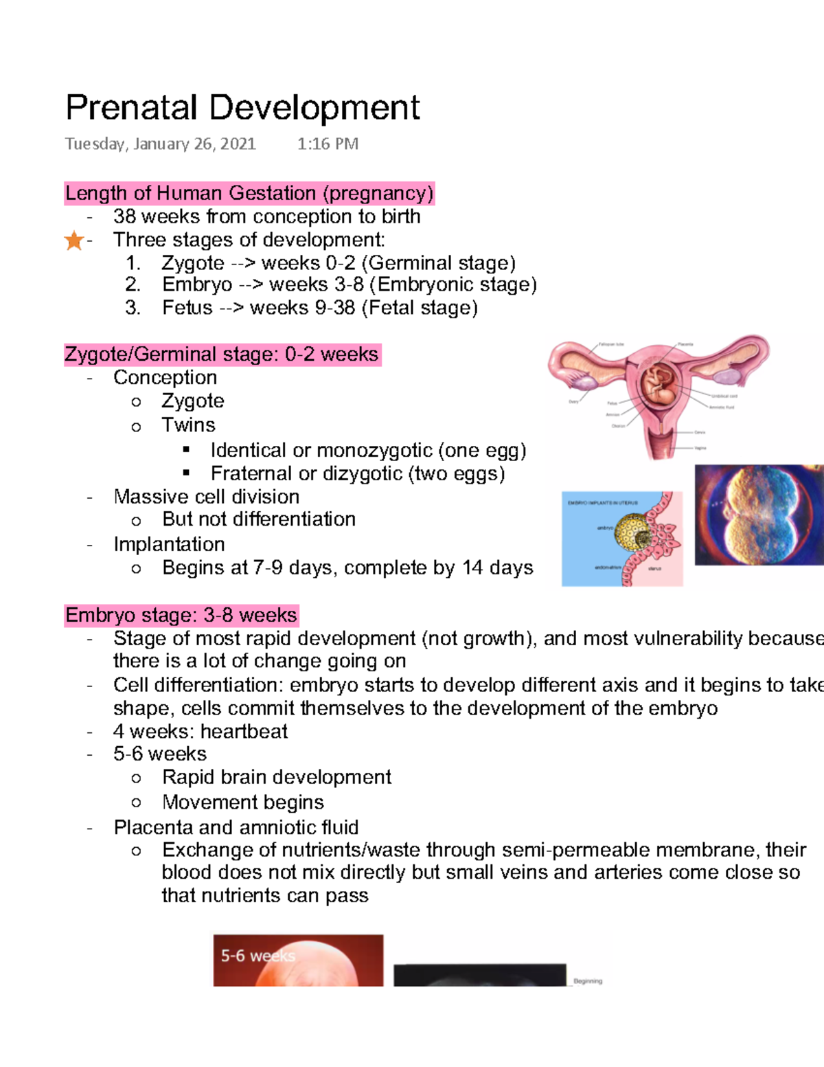 Prenatal Development - Dr. Jennifer Ganger - Length of Human Gestation ...