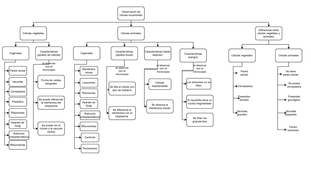 Celulas Observación De Células Eucariotas Mapa Conceptual