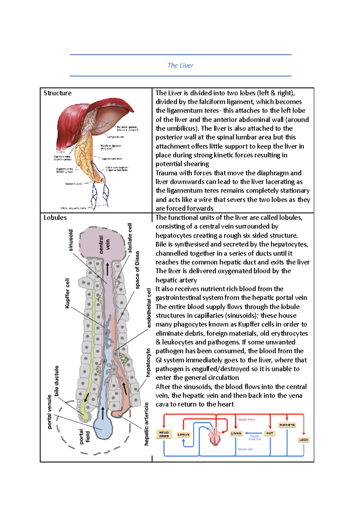 The Liver and Diseases - The Liver Structure The Liver is divided into ...