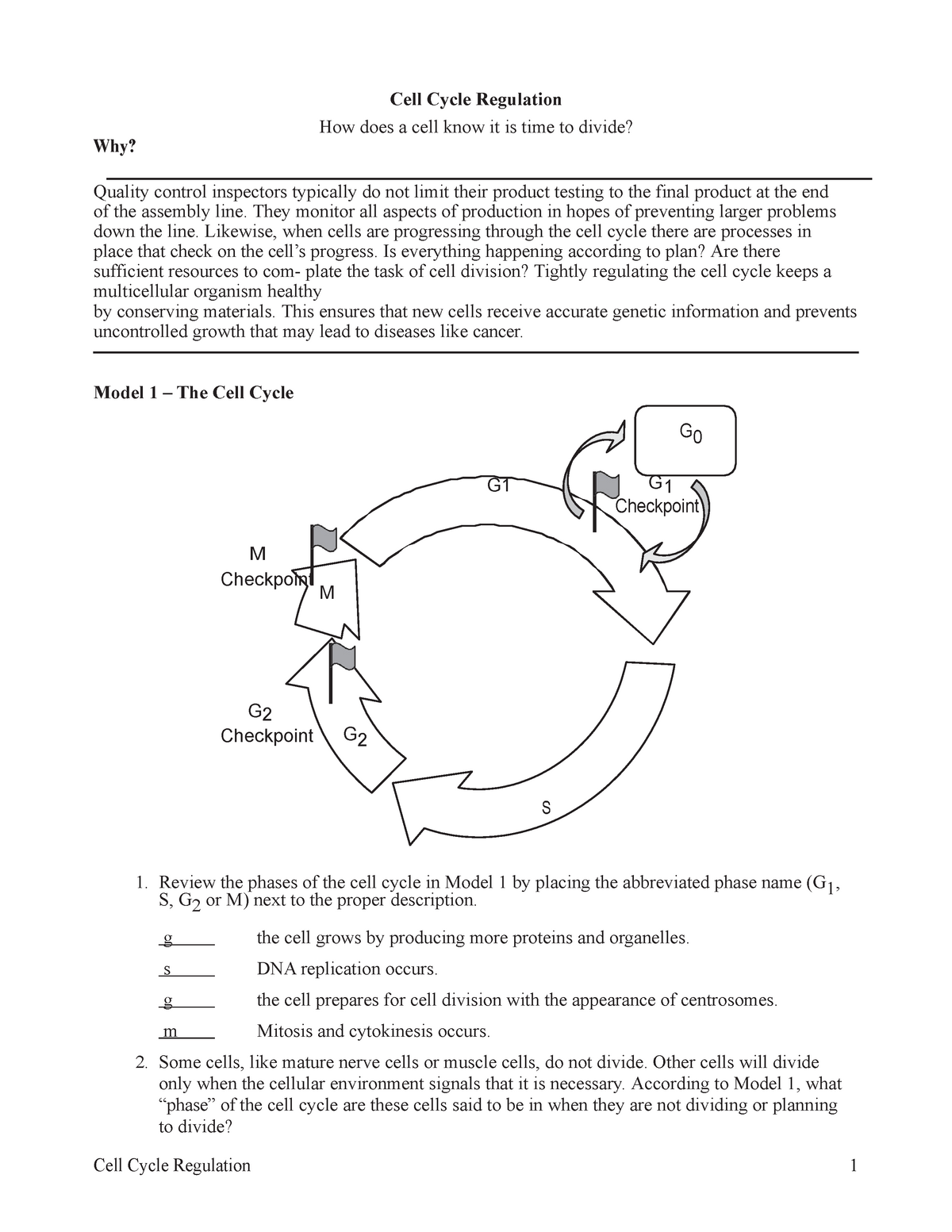 50 H Bio Pogil Cell Cycle Regulation Converted Studocu