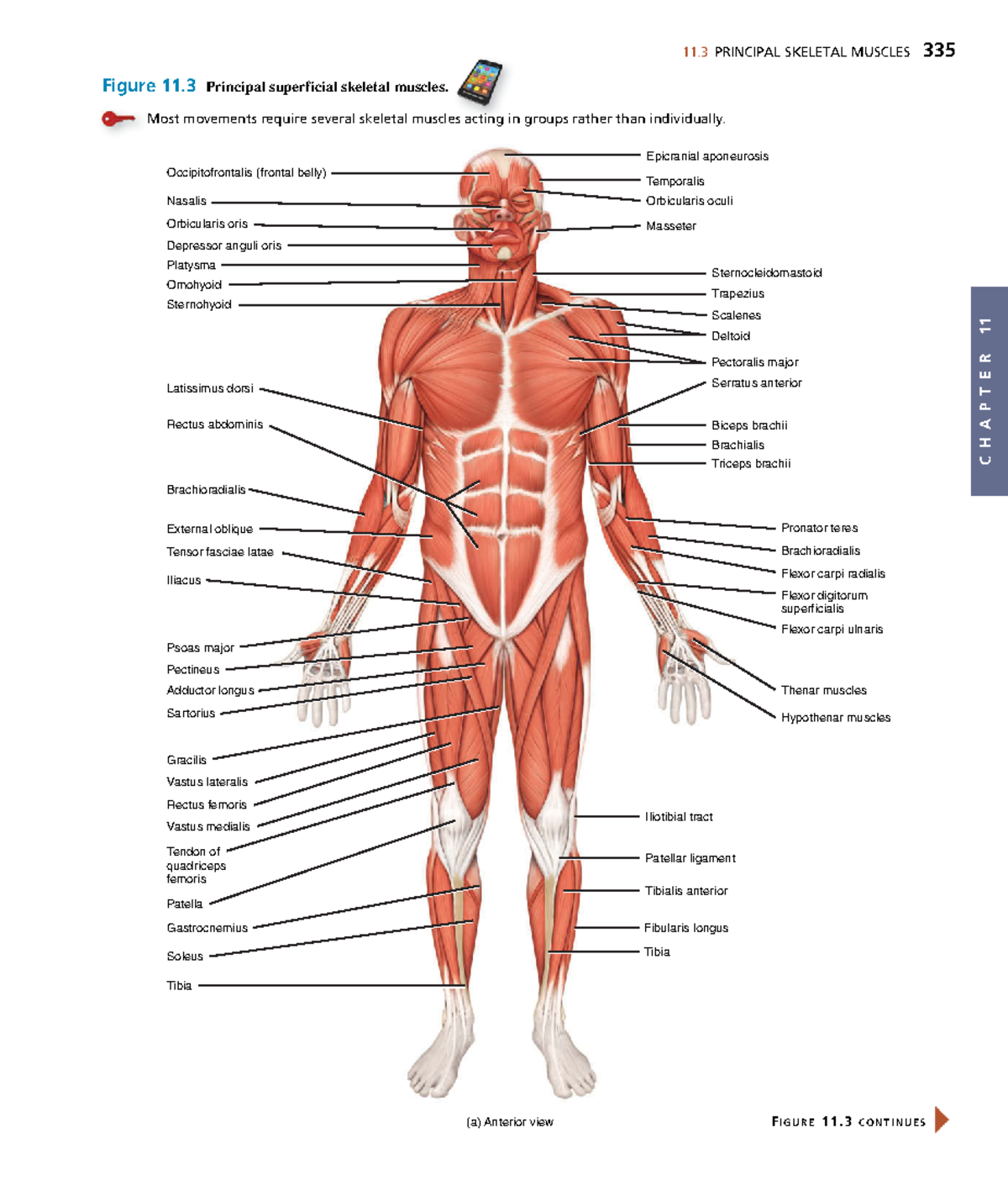 Anatomyand Physiology-123 - C H A P T E R 11 11 PRINCIPAL SKELETAL ...
