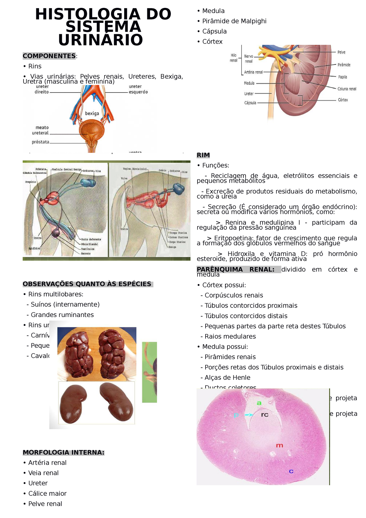 Histo Do Sistema Urin Rio Histologia Do Sistema Urin Rio Componentes Rins Vias Urin Rias