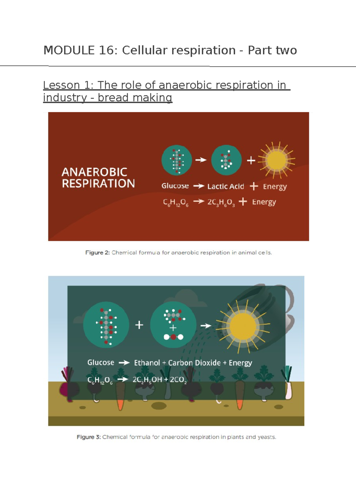 Module 16- Cellular Respiration Pt 2 - MODULE 16: Cellular respiration ...