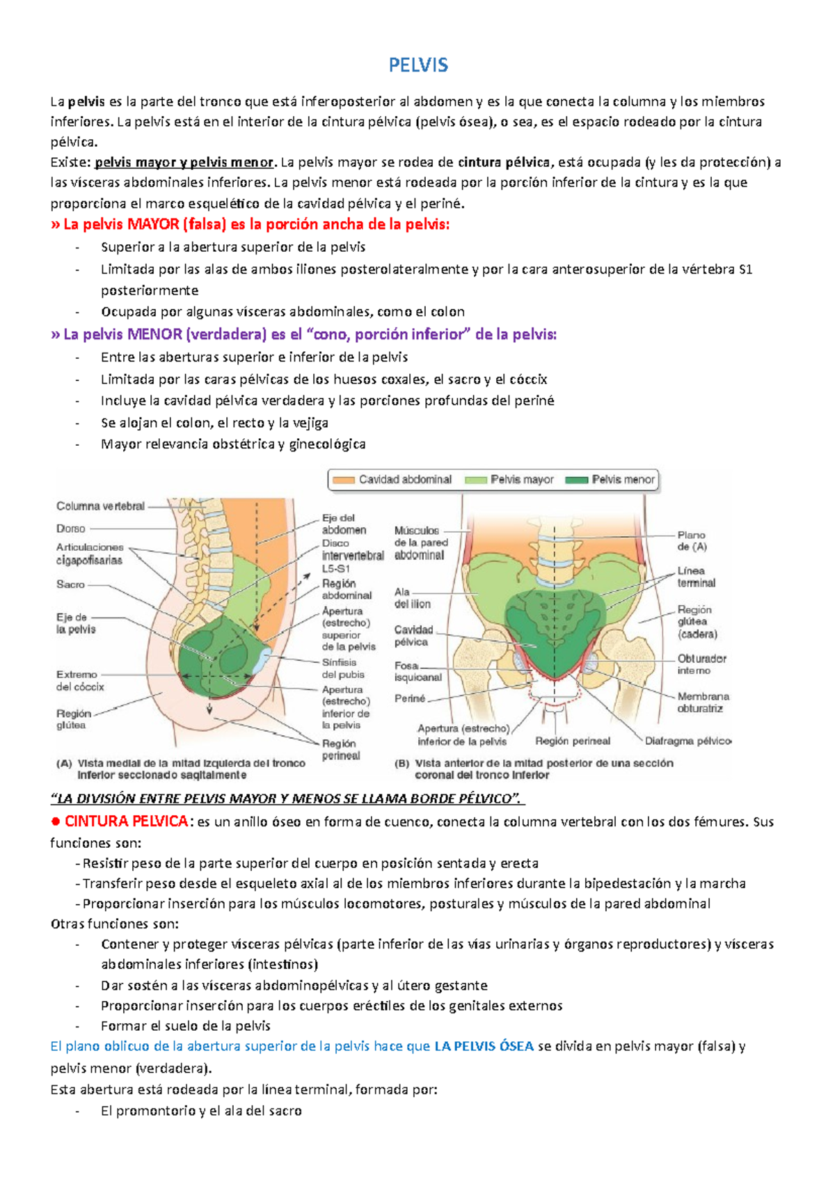 Anatomía Parte 2 Resumen Anatomia Pelvis La Pelvis Es La Parte Del