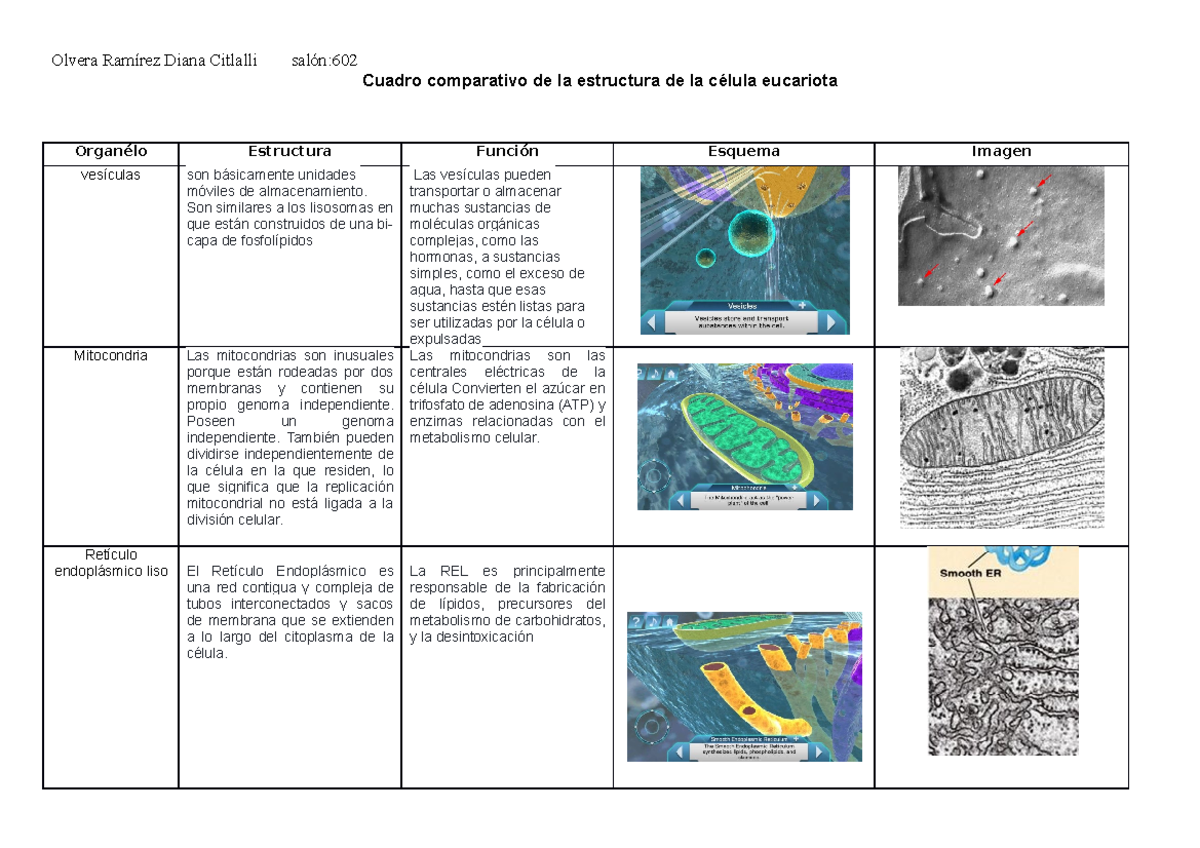 Cuadro Comparativo Reticulo Endoplasmatico Liso Y Rugoso