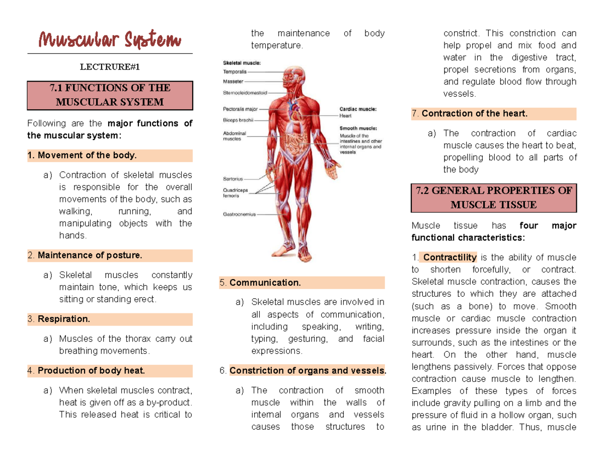Anatomy AND Physiology - Summary OF Systems - Muscular System LECTRURE ...