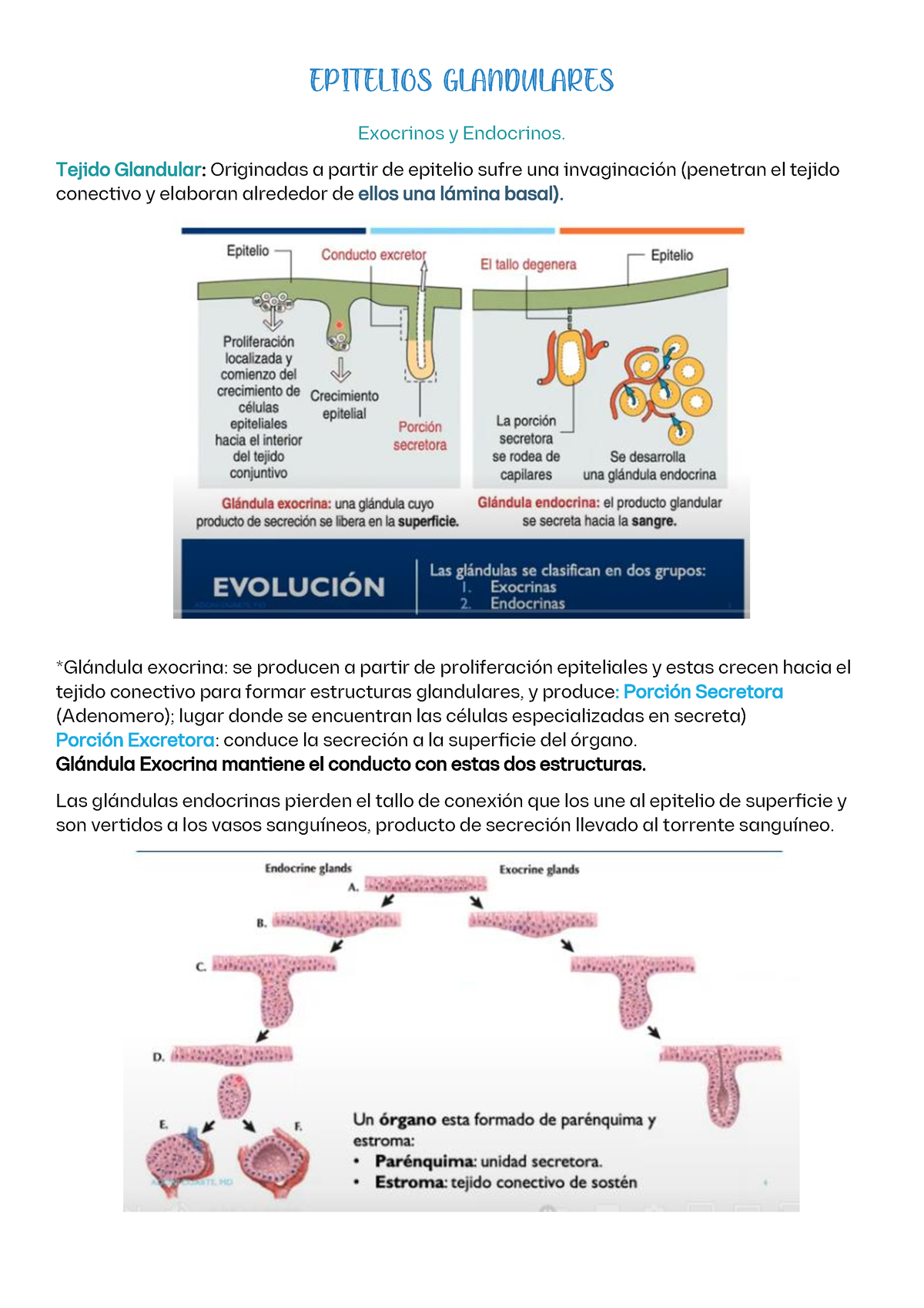 Epitelios Glandulares - Exocrinos Y Endocrinos. Tejido Glandular ...