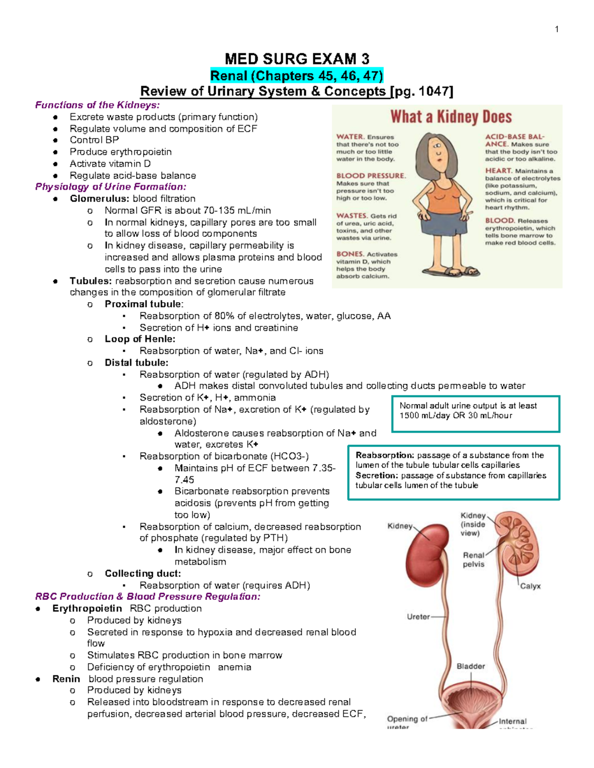 Microsoft Word - 313 Exam 3 Study Guide Option 1 - Normal adult urine ...