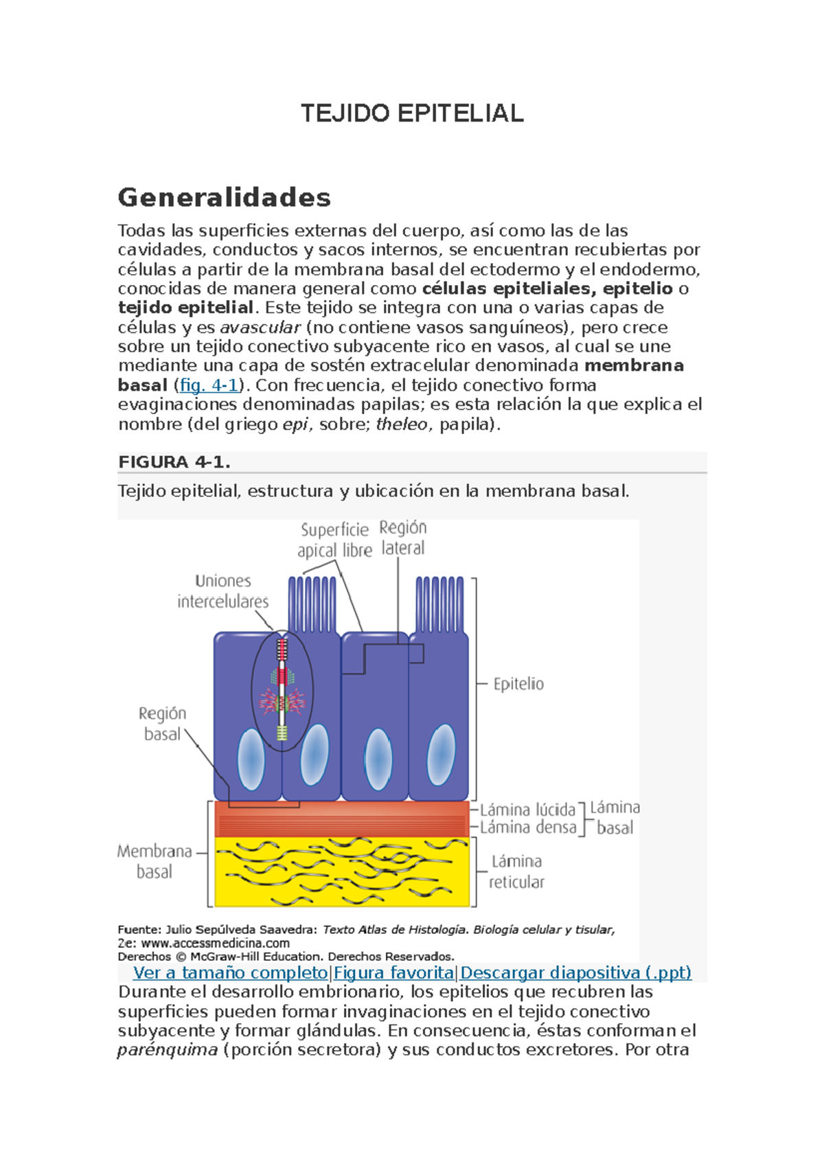 Tejido Epitelial Aaaaaaaaaaaaaaaaaaaaaa Tejido Epitelial Generalidades Todas Las Superficies 9192