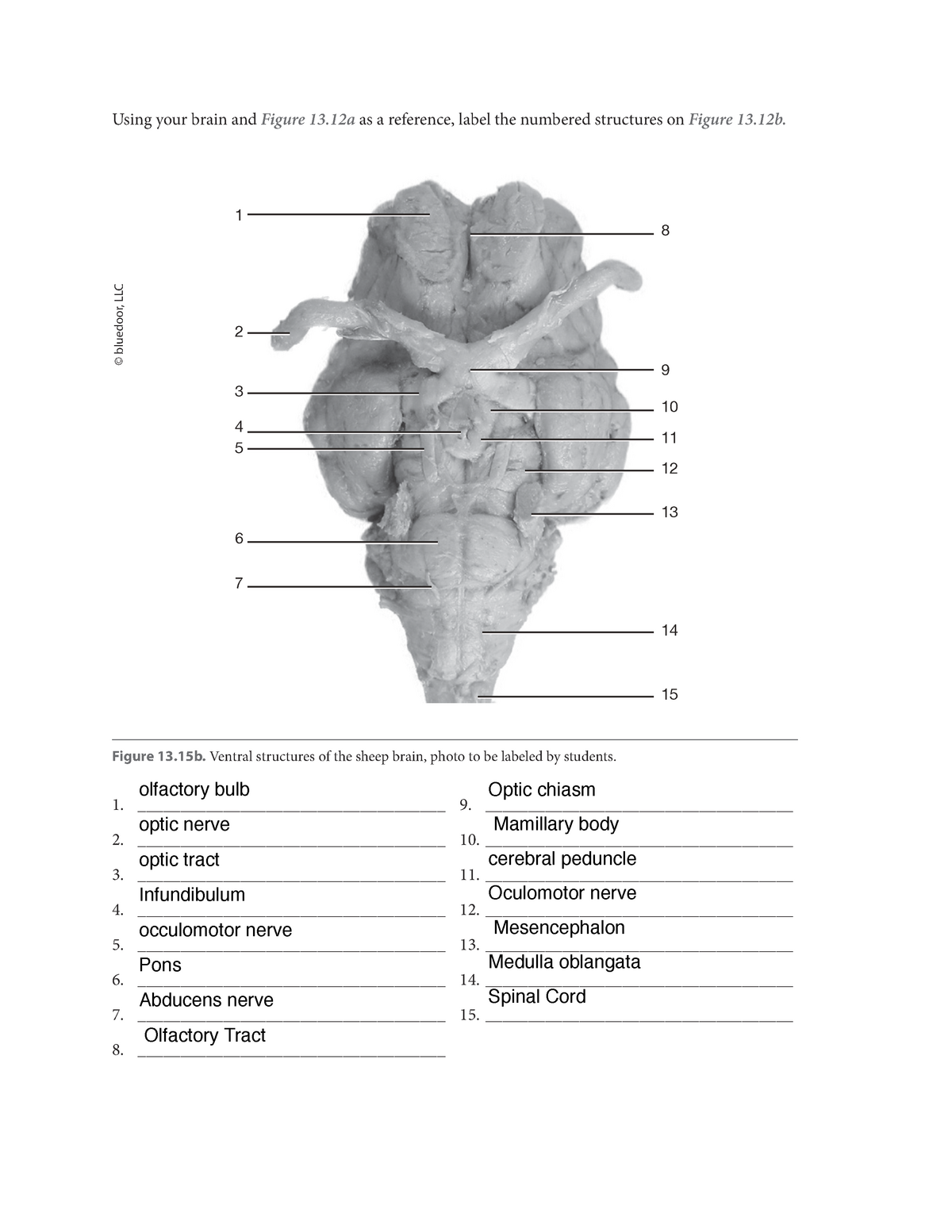 Lab 21- Sheep Dissection activities - BIOL 1214 - Human Anatomy Intended For Sheep Brain Dissection Worksheet