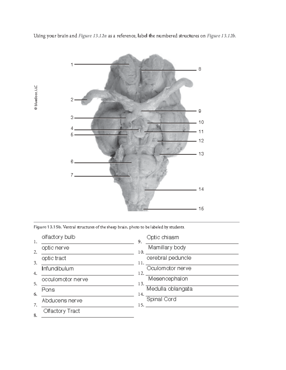 Sheep Brain Dissection Worksheet