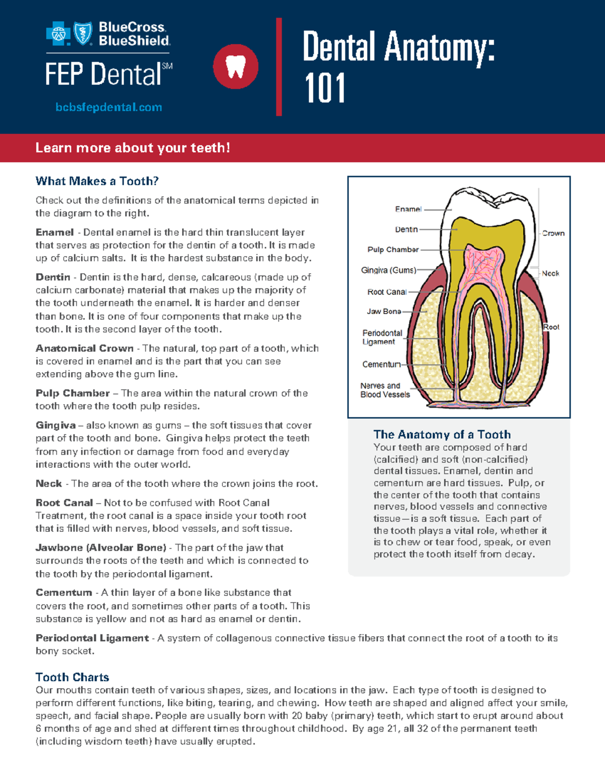 Dentalanatomy 101 Dental Anatomy What Makes a Tooth? Check out the definitions of the