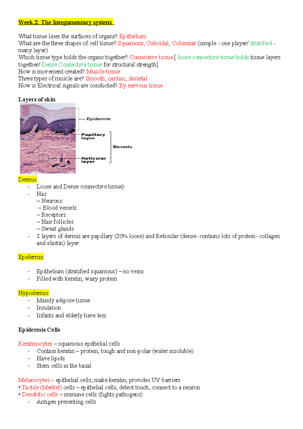 the-integumentary-system-week-2-the-integumentary-system-what