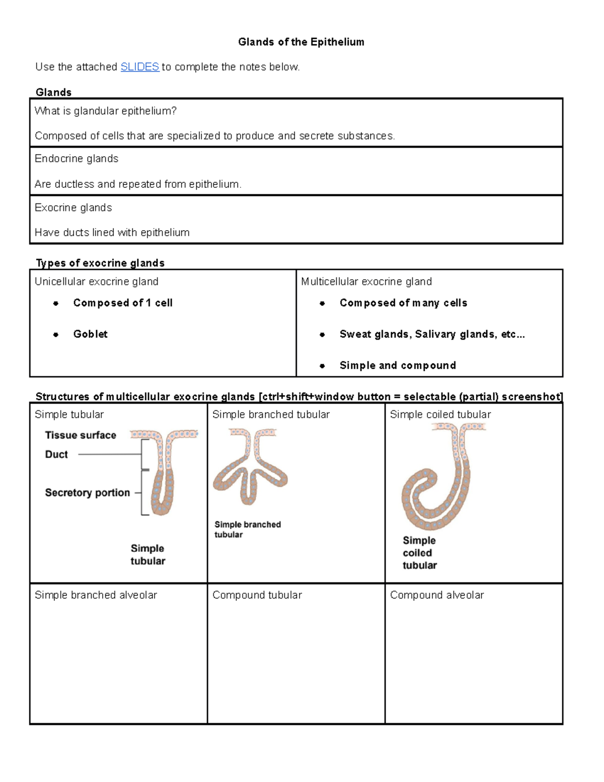 Epithelial Glands - Glands of the Epithelium Use the attached SLIDES to ...