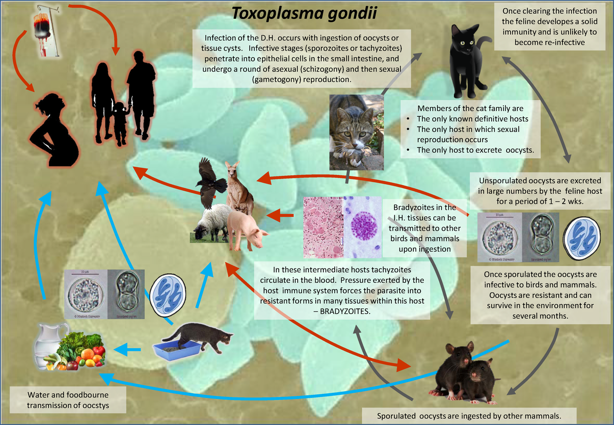 Toxoplasma life cycle - Toxoplasma gondii Members of the cat family are ...