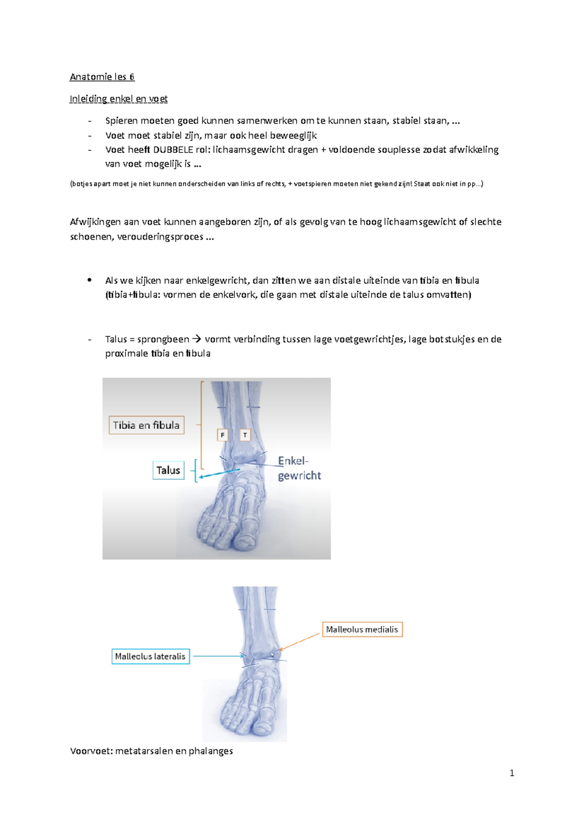 Anatomie Les 6 Katrien V Anatomie Les 6 Inleiding Enkel En Voet