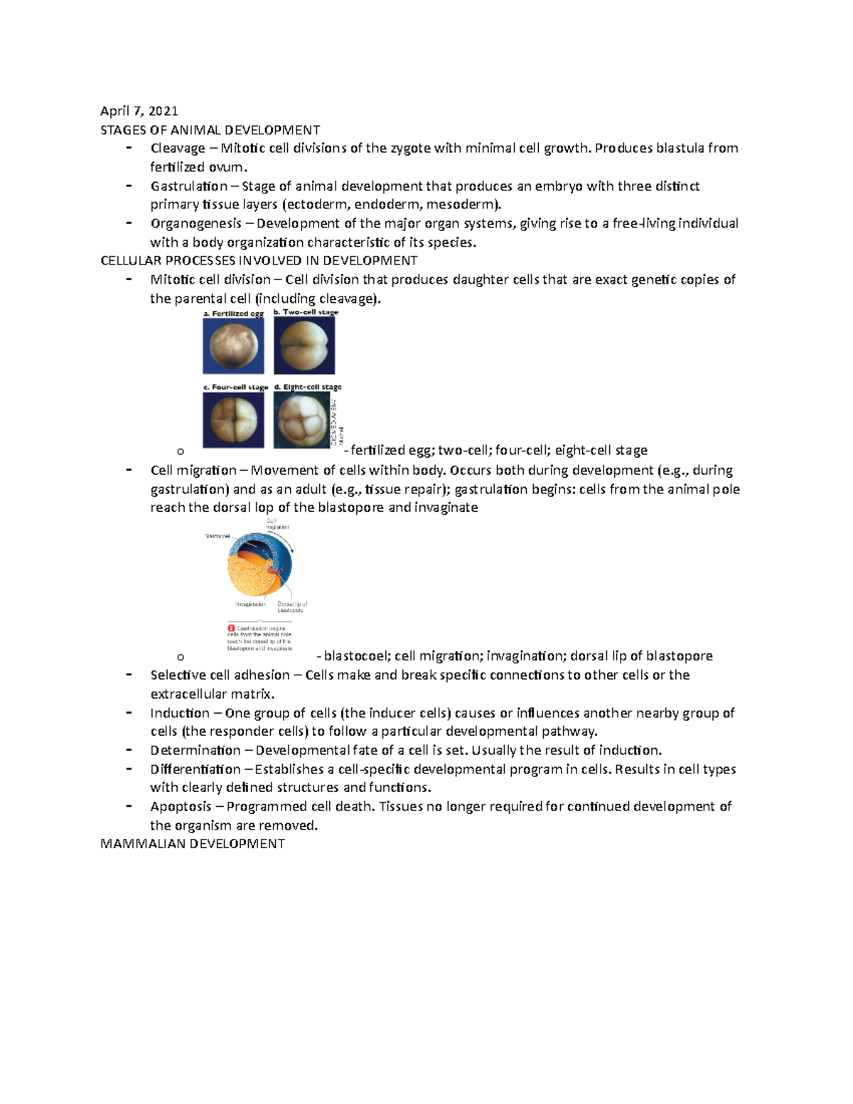 April 7 - Lecture Notes - April 7, 2021 STAGES OF ANIMAL DEVELOPMENT ...