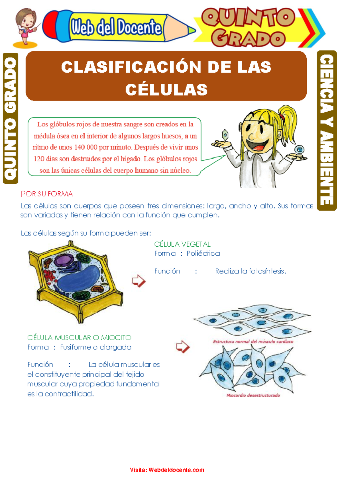 Actividad Sosbre Casificacion DE LA Celula - POR SU FORMA Las células ...