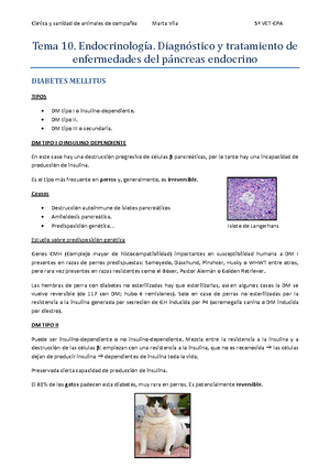 diabetes canina insulinoma
