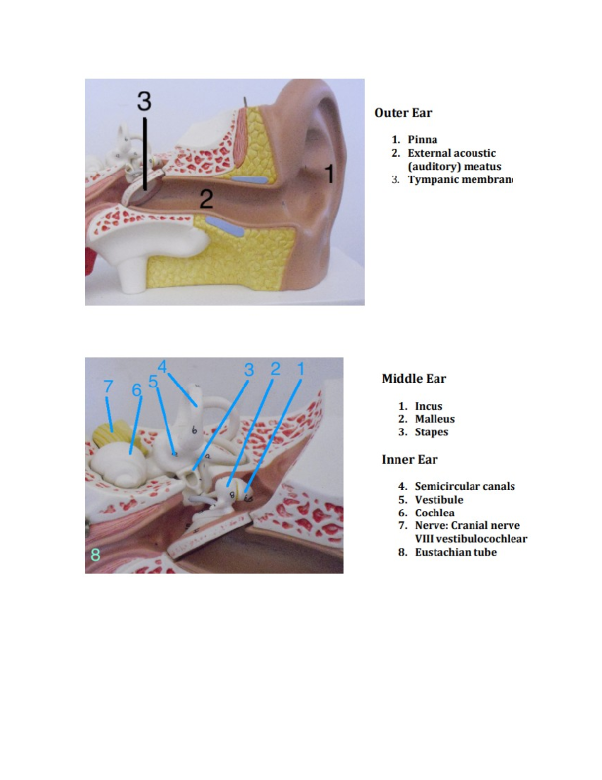 Labeled models - BIO 120 - Focus on the 3 layers- epidermis, dermis ...