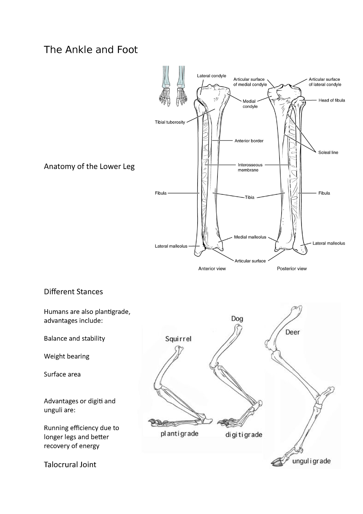 the-ankle-and-foot-the-ankle-and-foot-anatomy-of-the-lower-leg