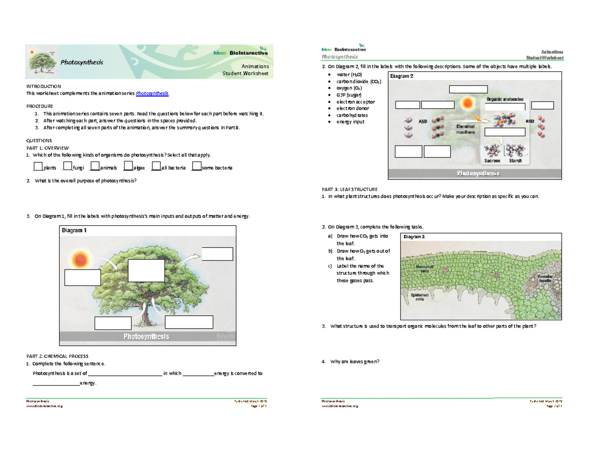 Photosynthesis Animation Student Worksheet - Photosynthesis Published ...