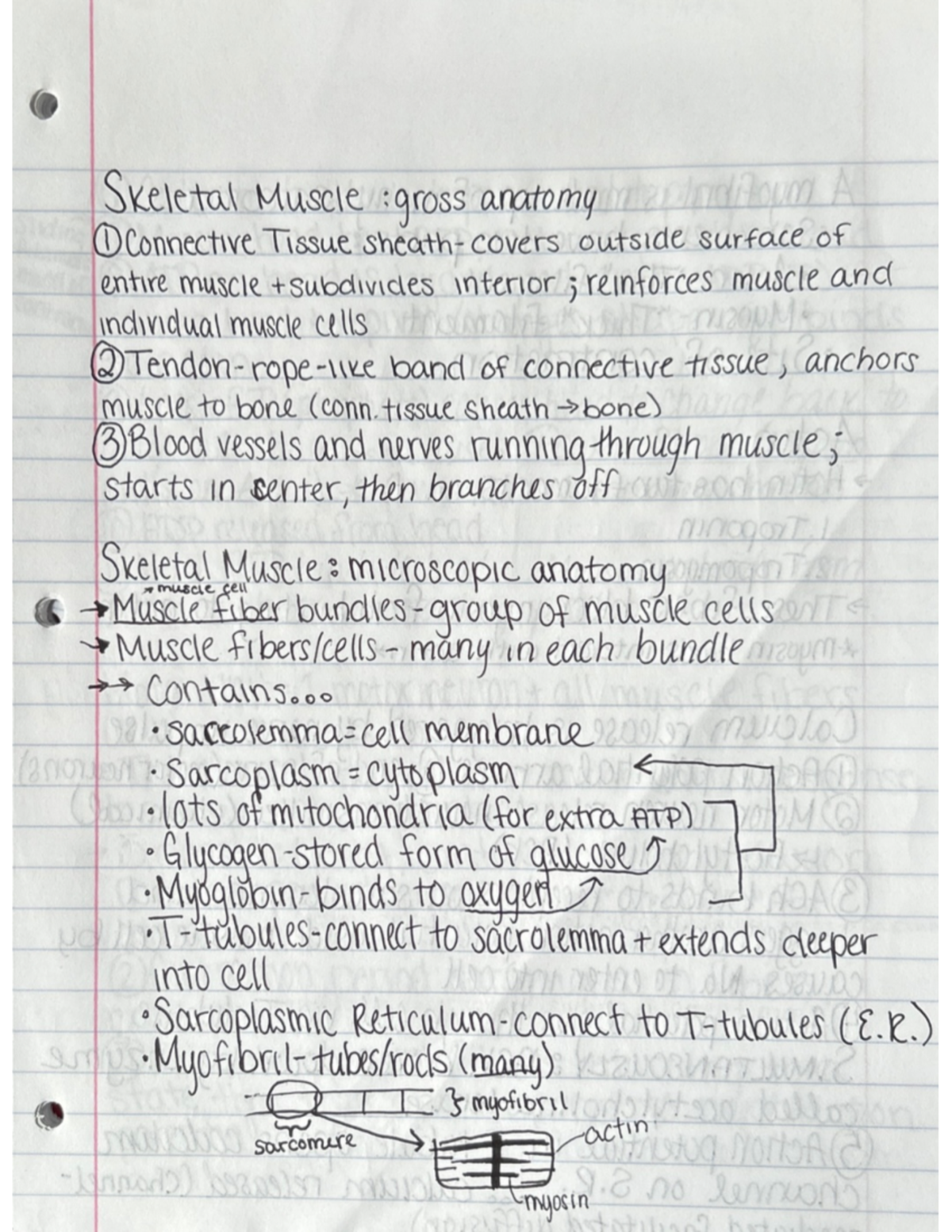 Human Anatomy and Physiology I Lecture Notes - BIOL 2004 - Studocu
