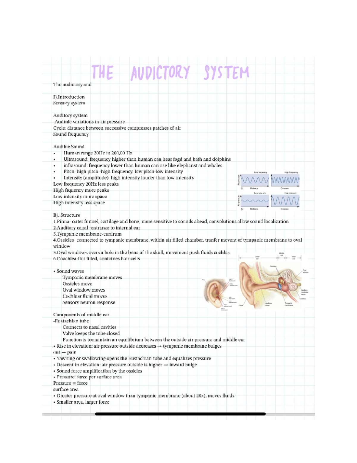 Notes audictory system - ZOO 3733C - Studocu