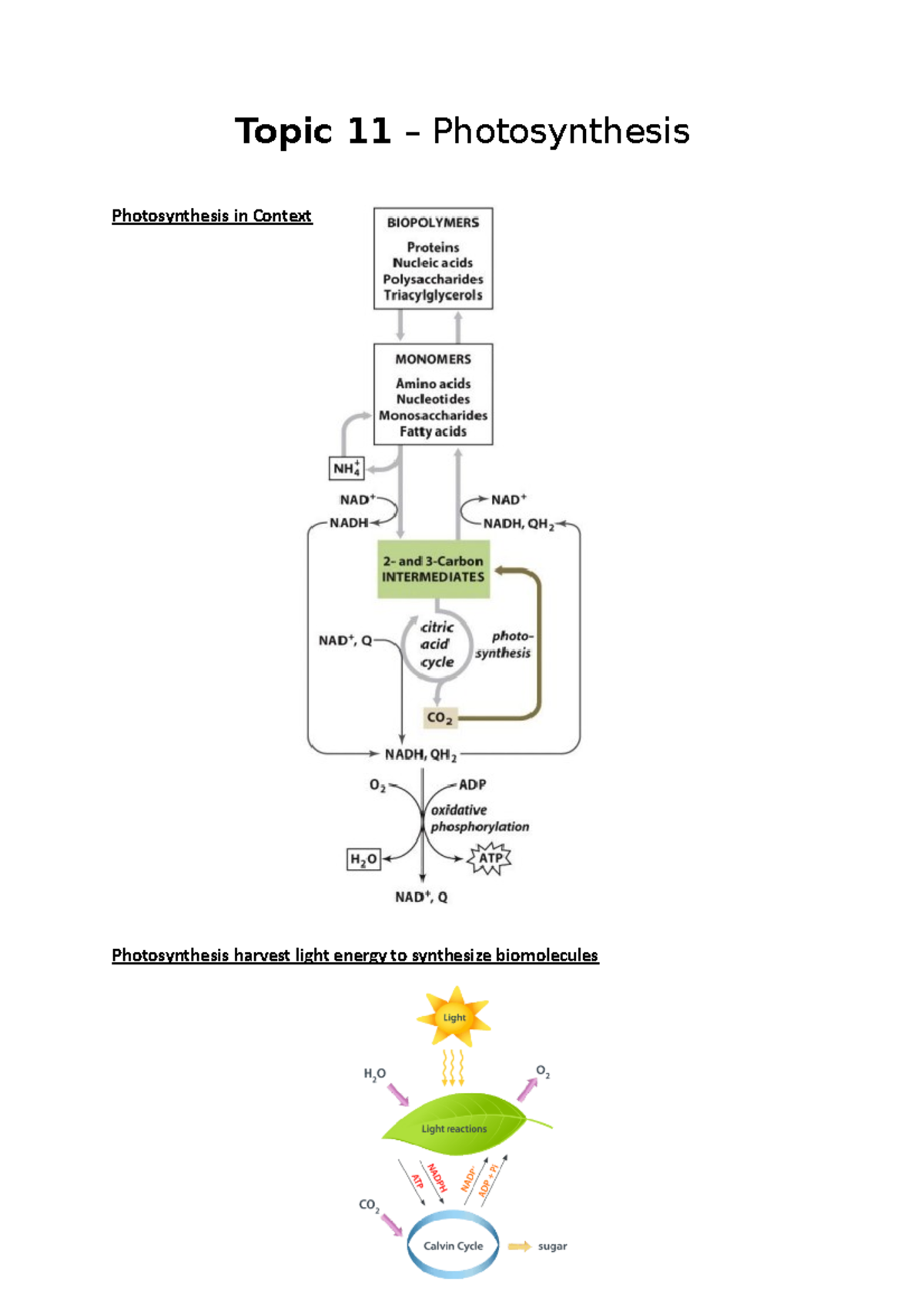 Topic 11 - photosynthesis in context - Topic 11 – Photosynthesis ...