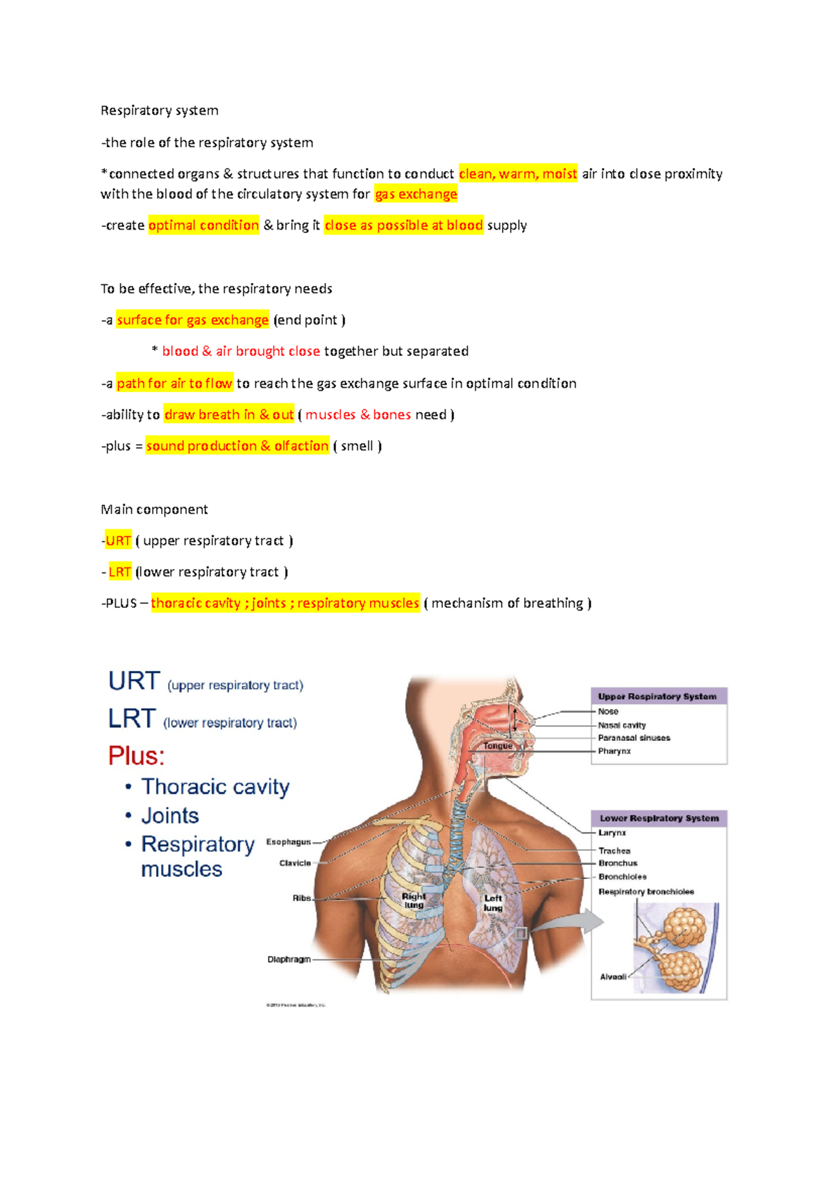 Respiratory system - Respiratory system -the role of the respiratory ...