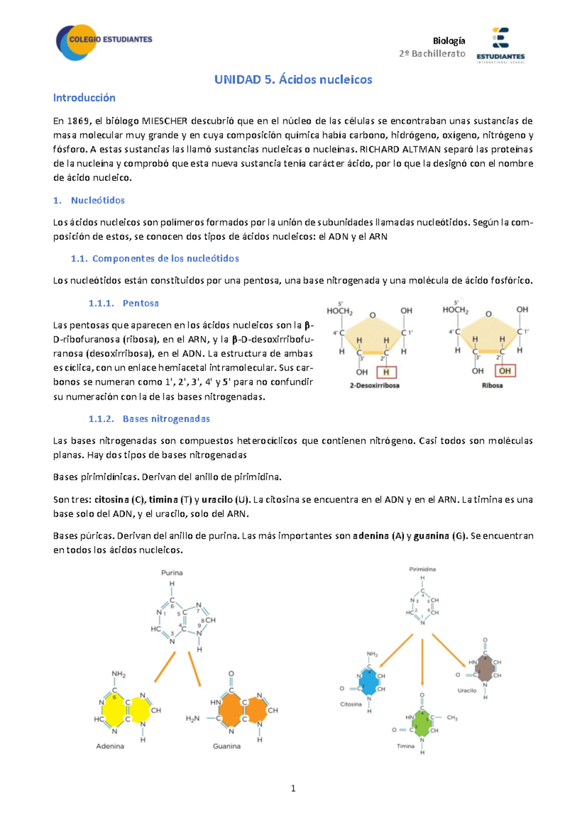 Kami Export - BIO 2BTO U5 Apuntes - Ácidos nucleicos - 2º Bachillerato ...
