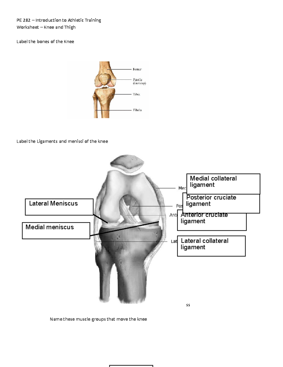 knee-assignment-pe-282-introduction-to-athletic-training-worksheet
