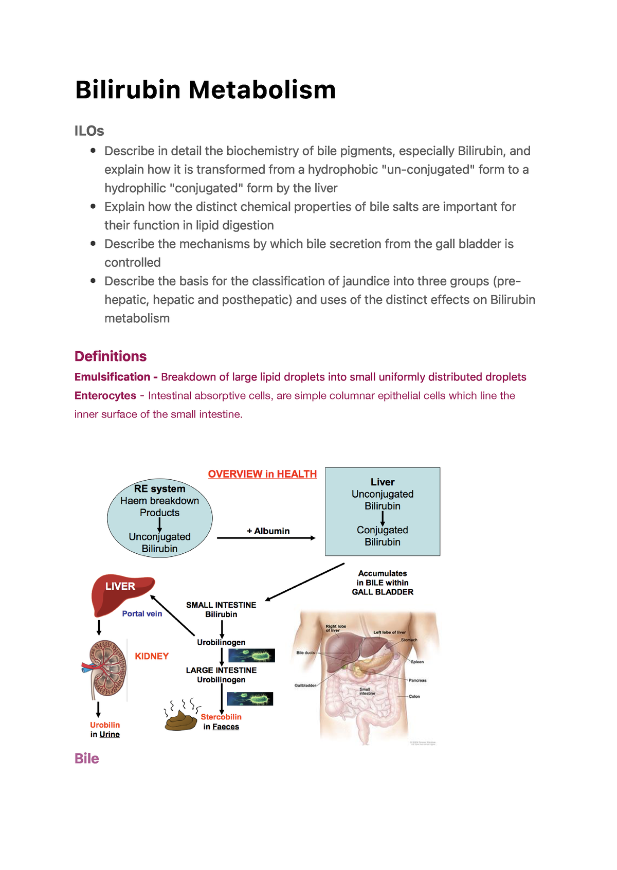 Bilirubin Metabolism - B I L I R U B I N M E T A B O L I S M ILOs ...