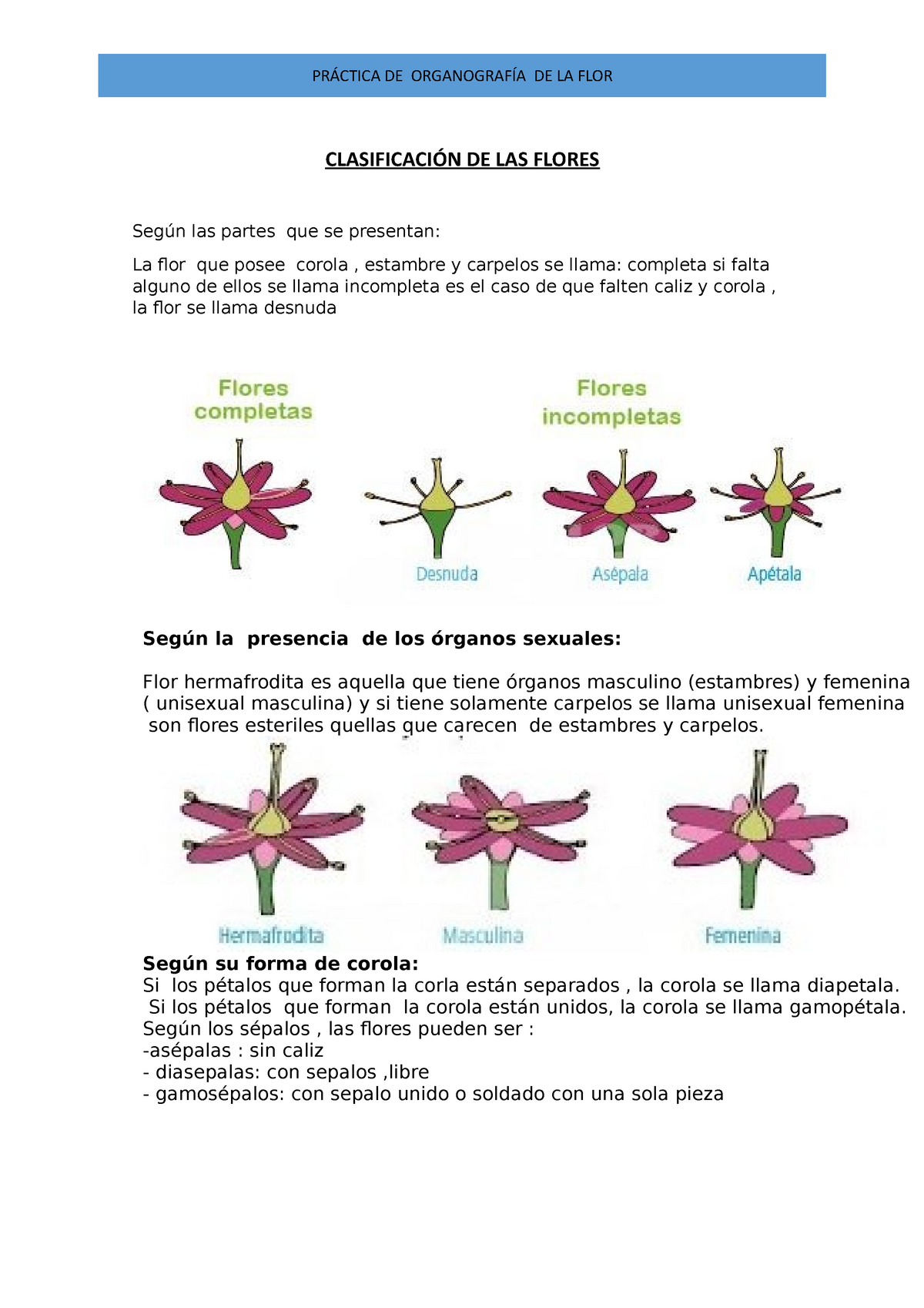 Clasificación de las flores - Botánica - UMSS - Studocu