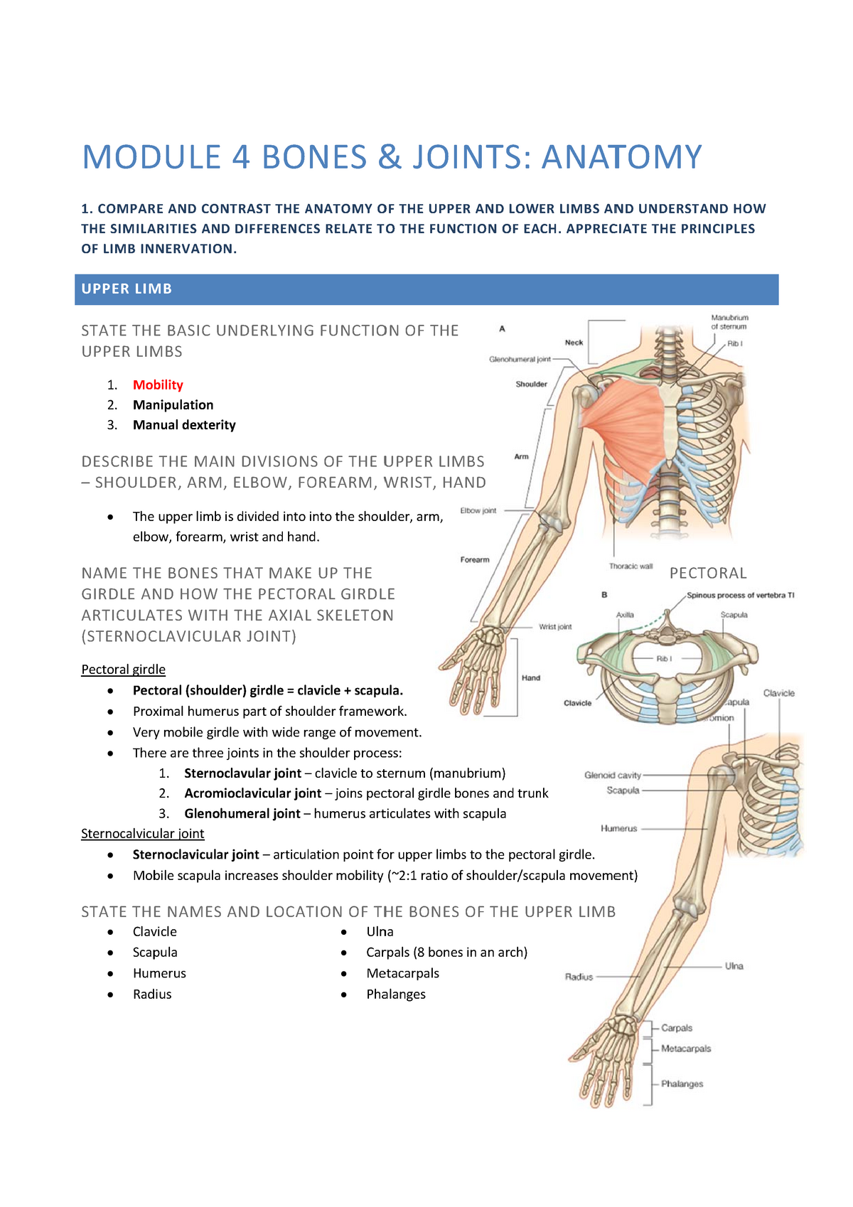 BMS4e Bones And Joints - Anatomy - StuDocu