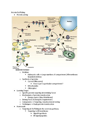 Protein Targeting Lecture 18 - BS318 - Warwick - Studocu