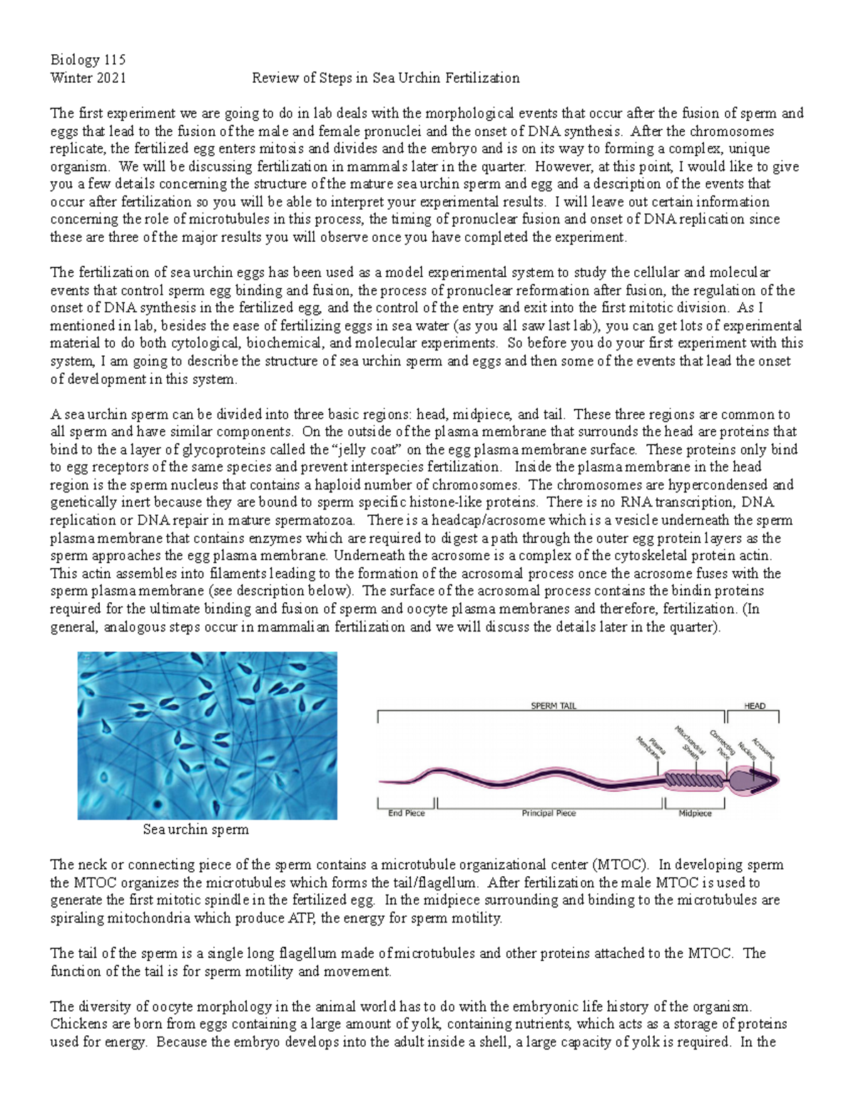 Steps In Sea Urchin Fertilization Summary - Biology 115 Winter 2021 