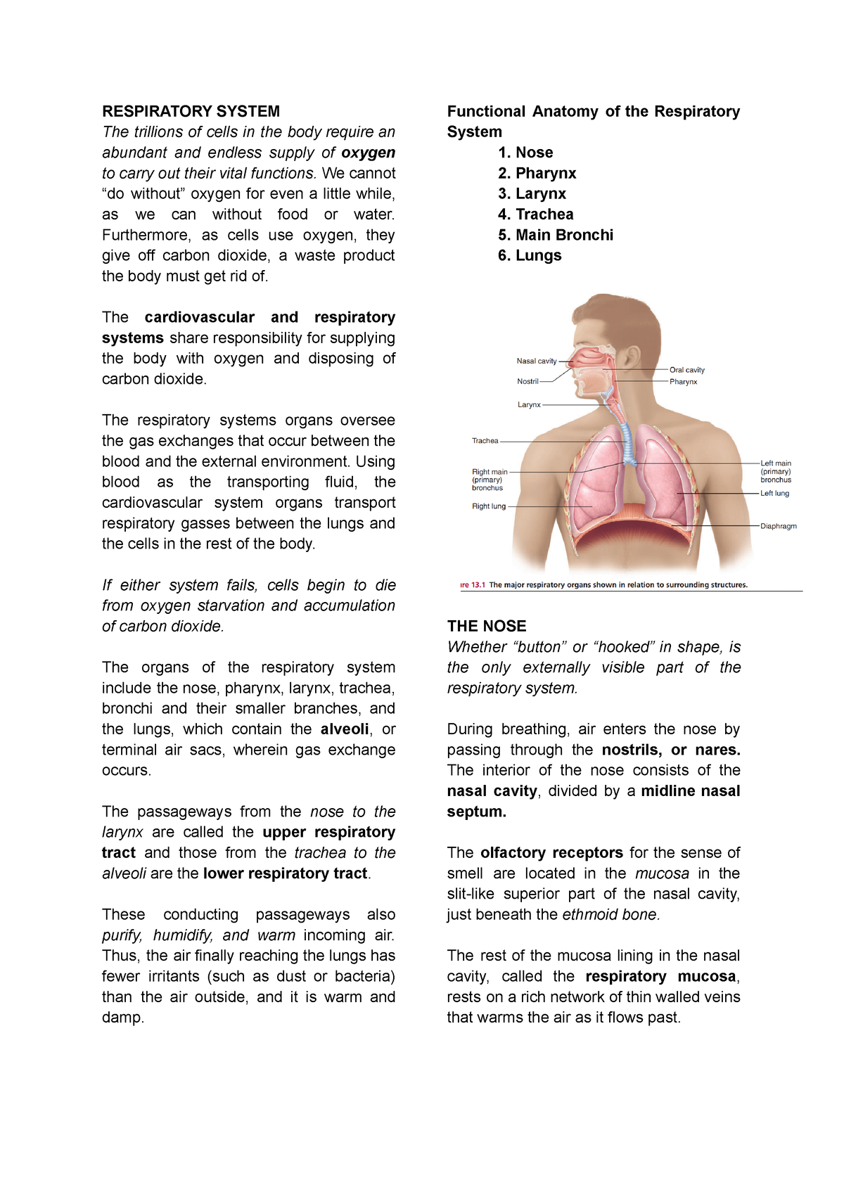 Respiratory System Session 1 and 2 Notes - RESPIRATORY SYSTEM The ...