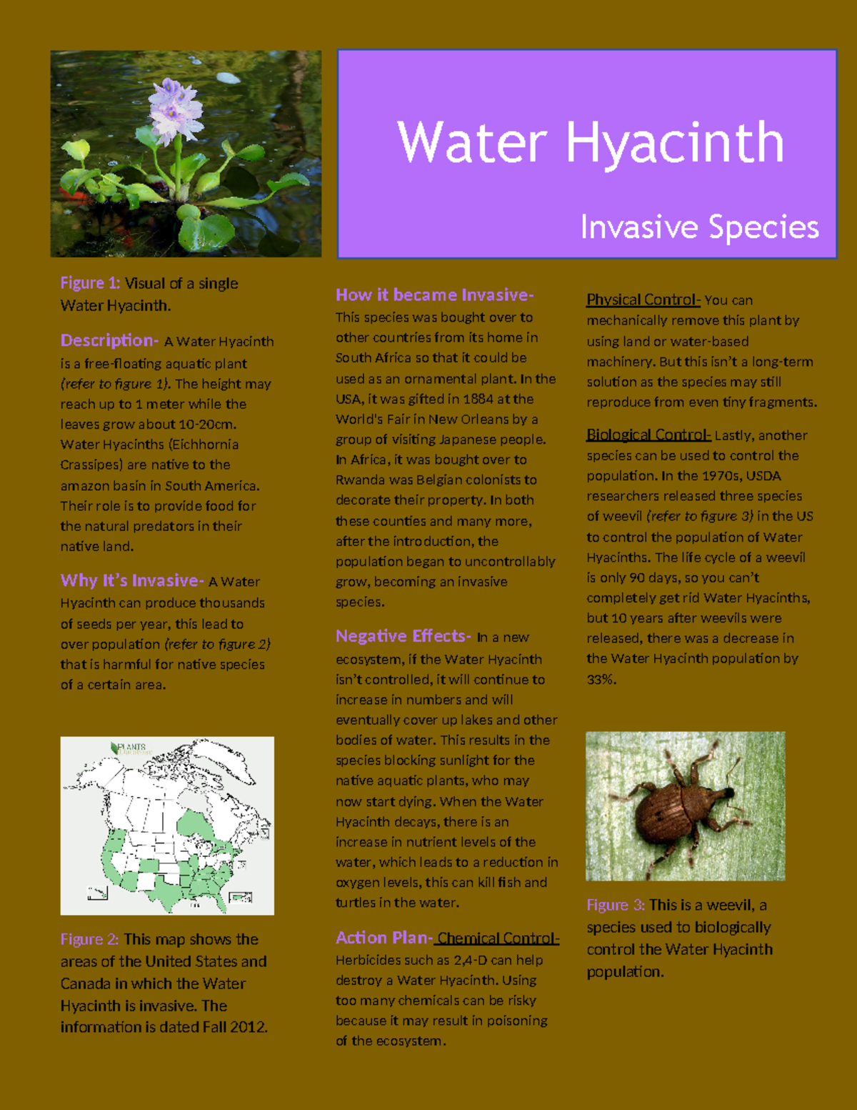 Water Hyacinth Final - Water Hyacinth Invasive Species Figure 1: Visual ...