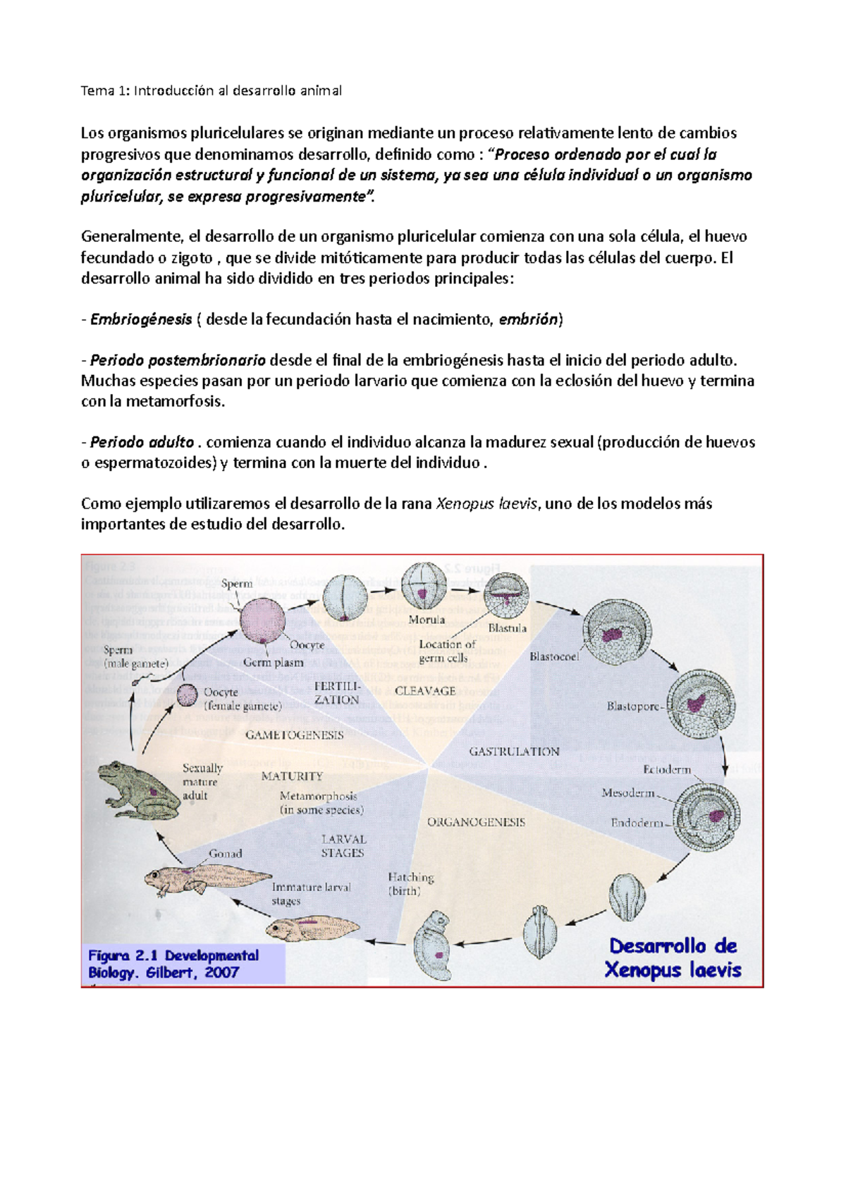 Biolog A Del Desarrollo Apuntes Tema Tema Introducci N Al