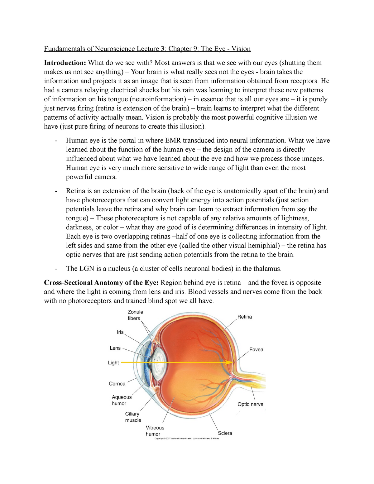 Lecture 3 - The Eye - Fundamentals of Neuroscience Lecture 3: Chapter 9 ...