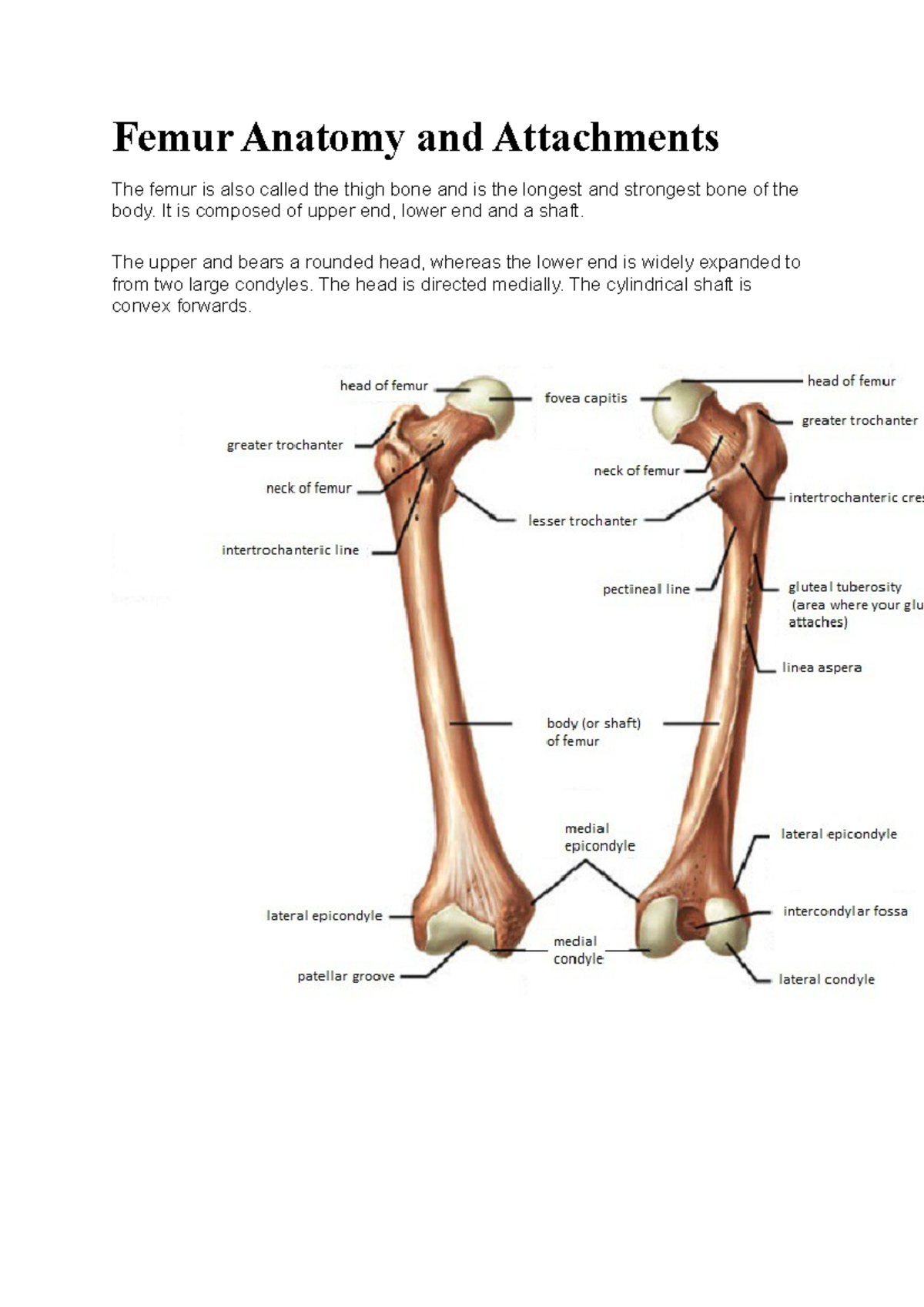 Femur Anatomy and Attachments detailed - Femur Anatomy and Attachments ...