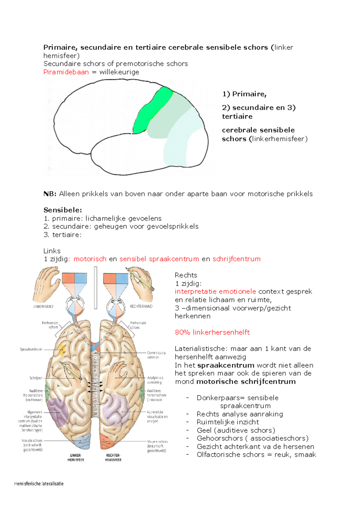 Samenvatting Zenuwstelsel Deel 2 - Primaire, Secundaire En Tertiaire ...