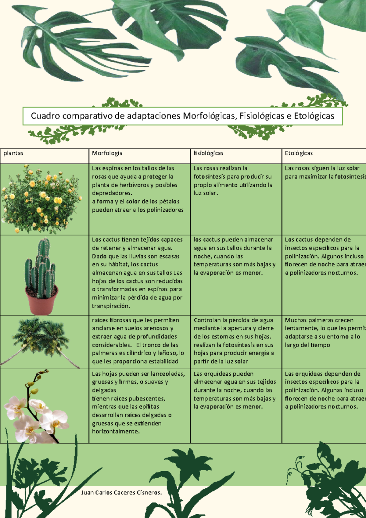 Cuadro Comparativo De Las Plantas Y Animales Juan Carlos Caceres Thumb 1200 1696