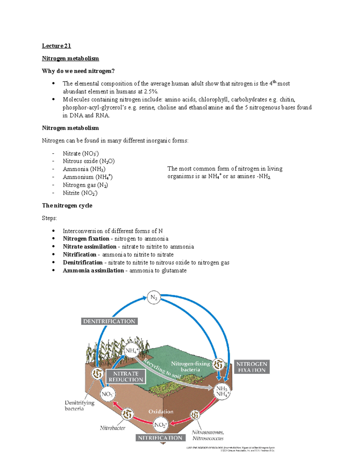 L2122 Nitrogen metabolism Lecture 21 Nitrogen metabolism Why do we