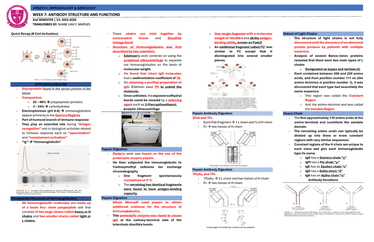IMSE WEEK 7 - IMSE311: IMMUNOLOGY & SEROLOGY WEEK 7: ANTIBODY STRUCTURE ...