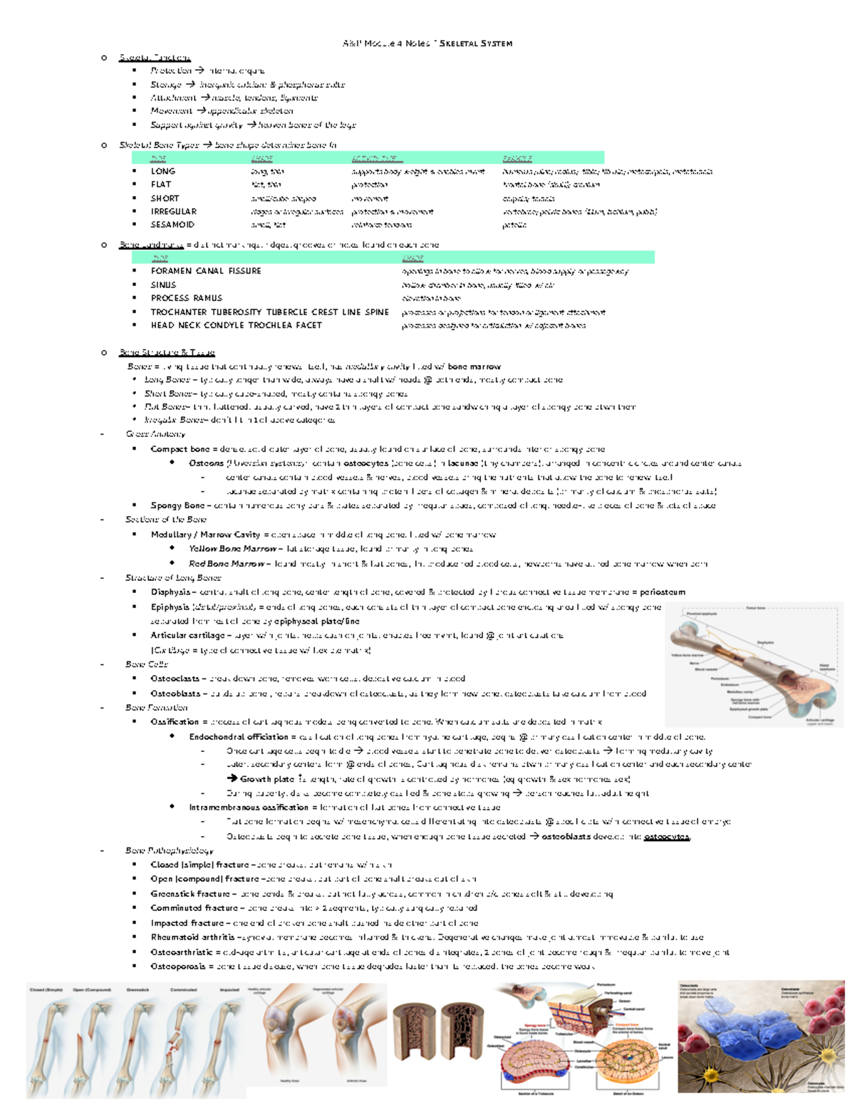 3.04 assignment anatomy and physiology